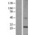 Western Blot: KDELR1 Lysate [NBL1-12220] - Western Blot experiments.  Left-Control; Right -Over-expression Lysate for KDELR1.